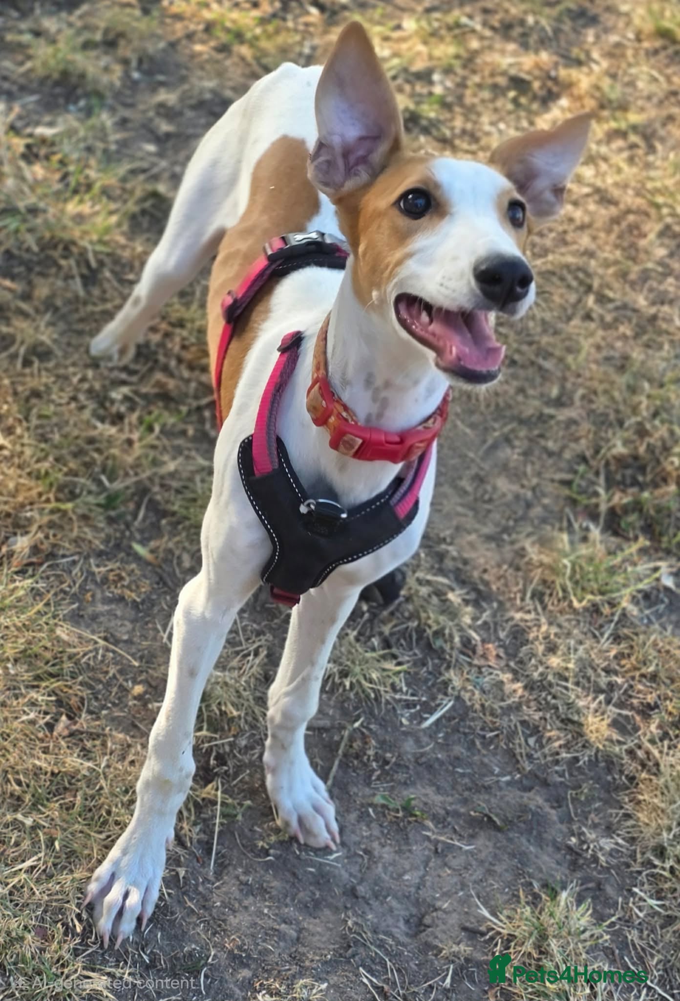 Mixed Breed dogs Happy Nova- 5 months old - Advert 1