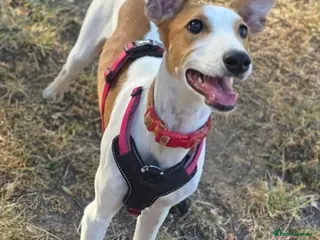 Mixed Breed dogs Happy Nova- 5 months old - Advert 2