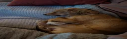 Mixed Breed dogs for adoption: ❤️CANDY & ESMERALDA❤️ TWO LITTLE DELICATE SOULS in Liverpool - Advert 21