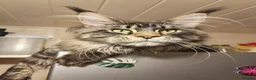 Maine Coon cats for sale: Exceptional XL Maine coons ⭐READY TO LEAVE⭐ - Advert 13