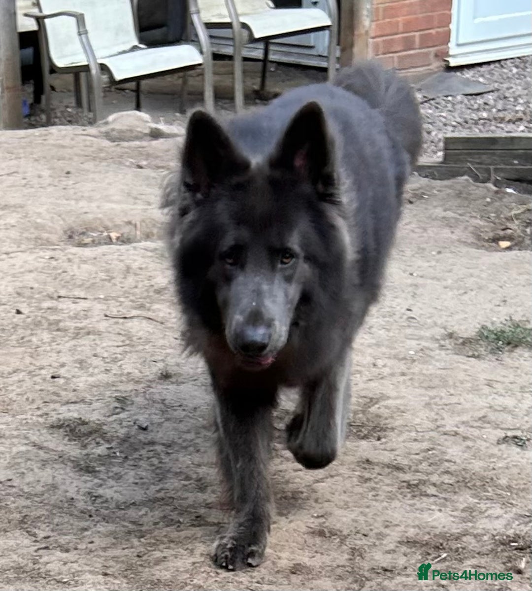 German Shepherd dogs for sale: German shepherd  - Image 5