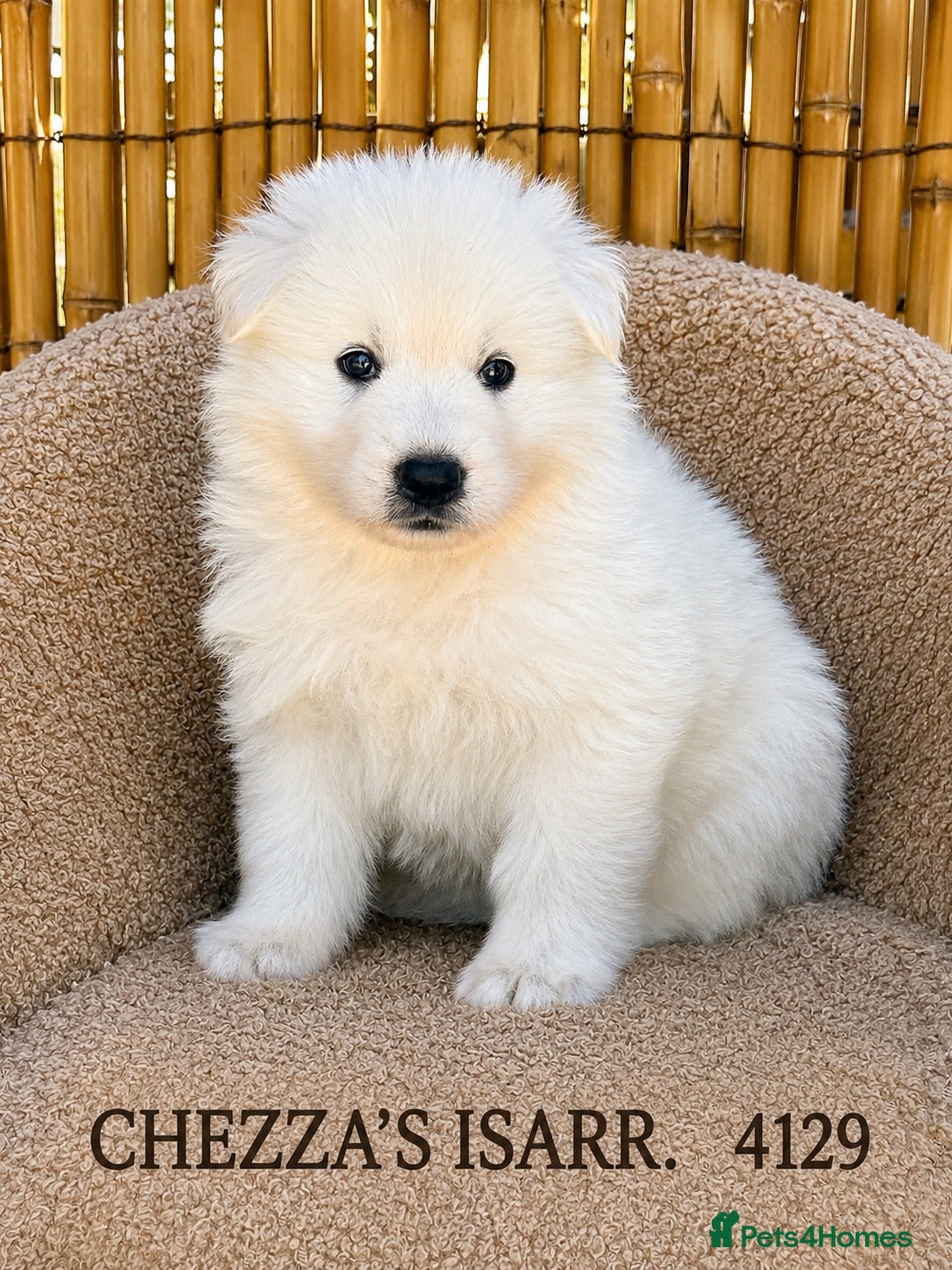 White Swiss Shepherd dogs Absolutely gorgeous  - Advert 2