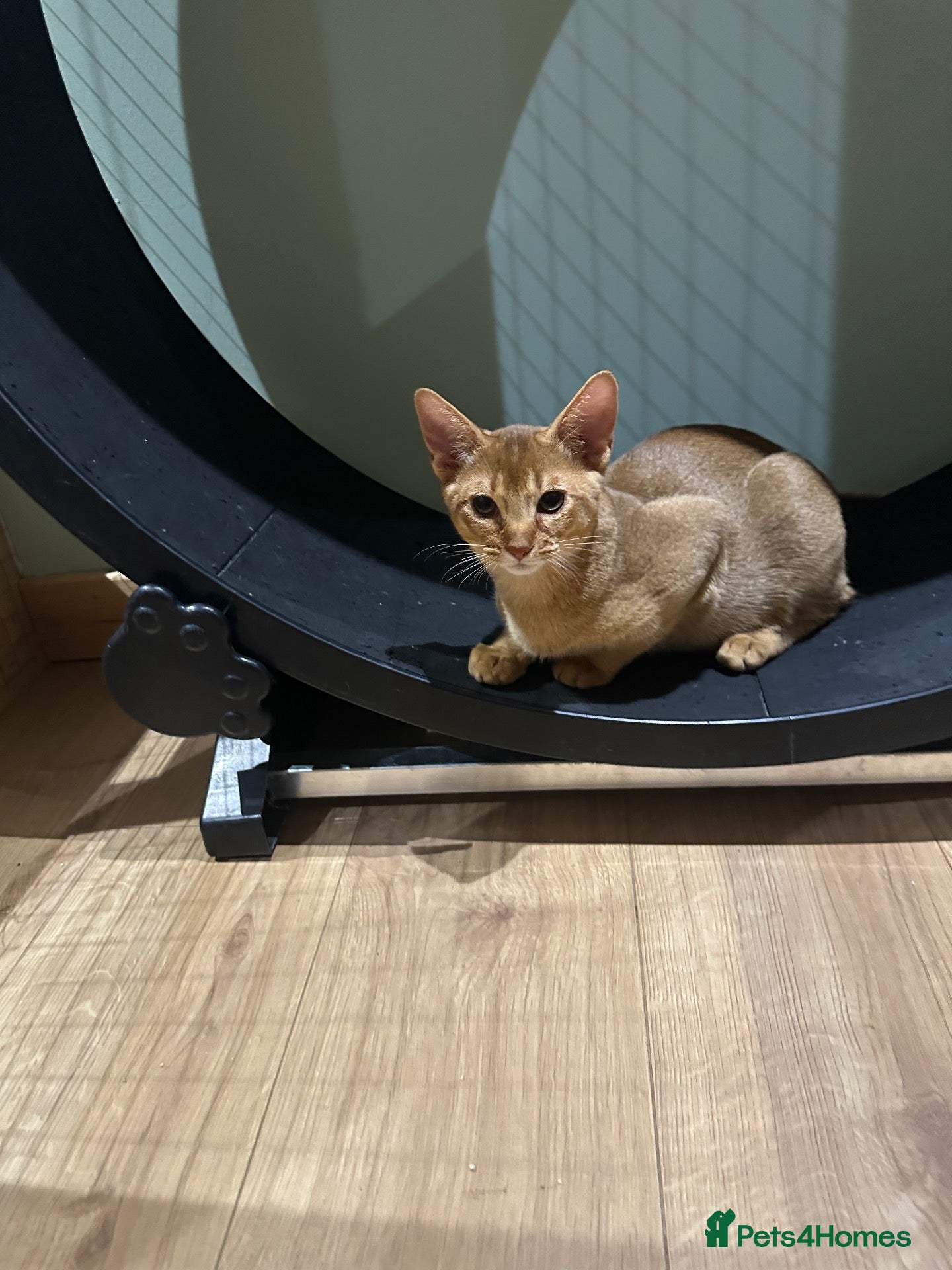 Abyssinian cats for sale: Abyssinian kittens  - Advert 2