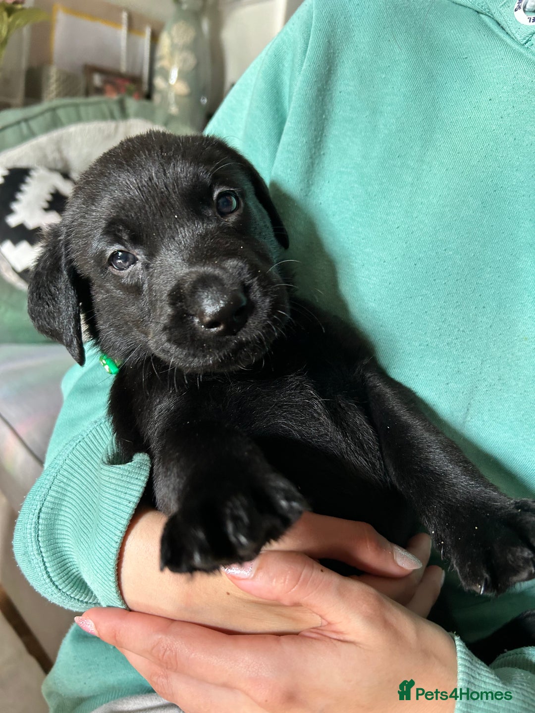 Labrador Retriever dogs for sale: Beautiful Labrador puppies 4 coats colour  - Image 29
