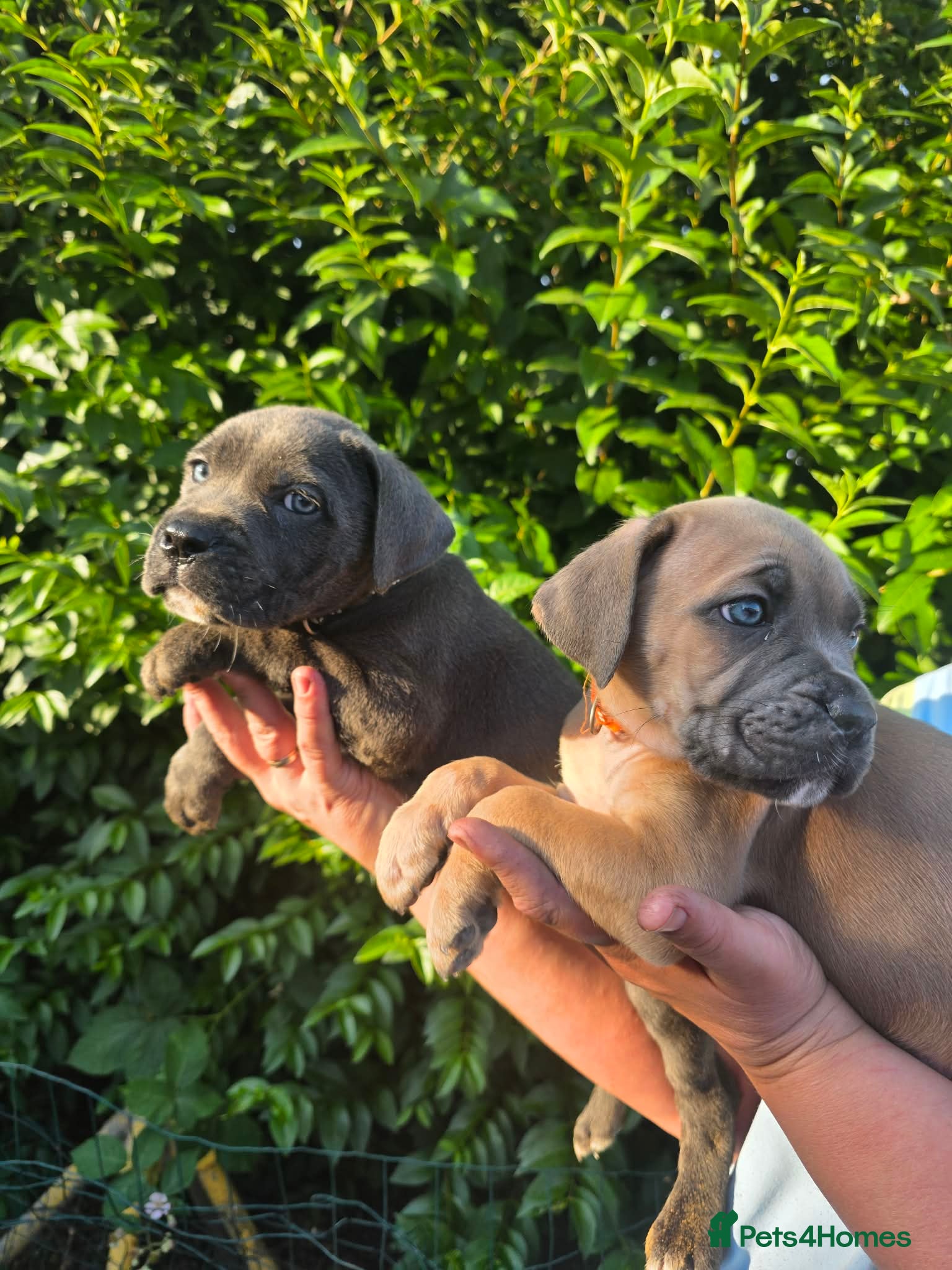 Cane Corso dogs Formentino, brindle, grey cane Corsos 👀🏡❤️ - Advert 1