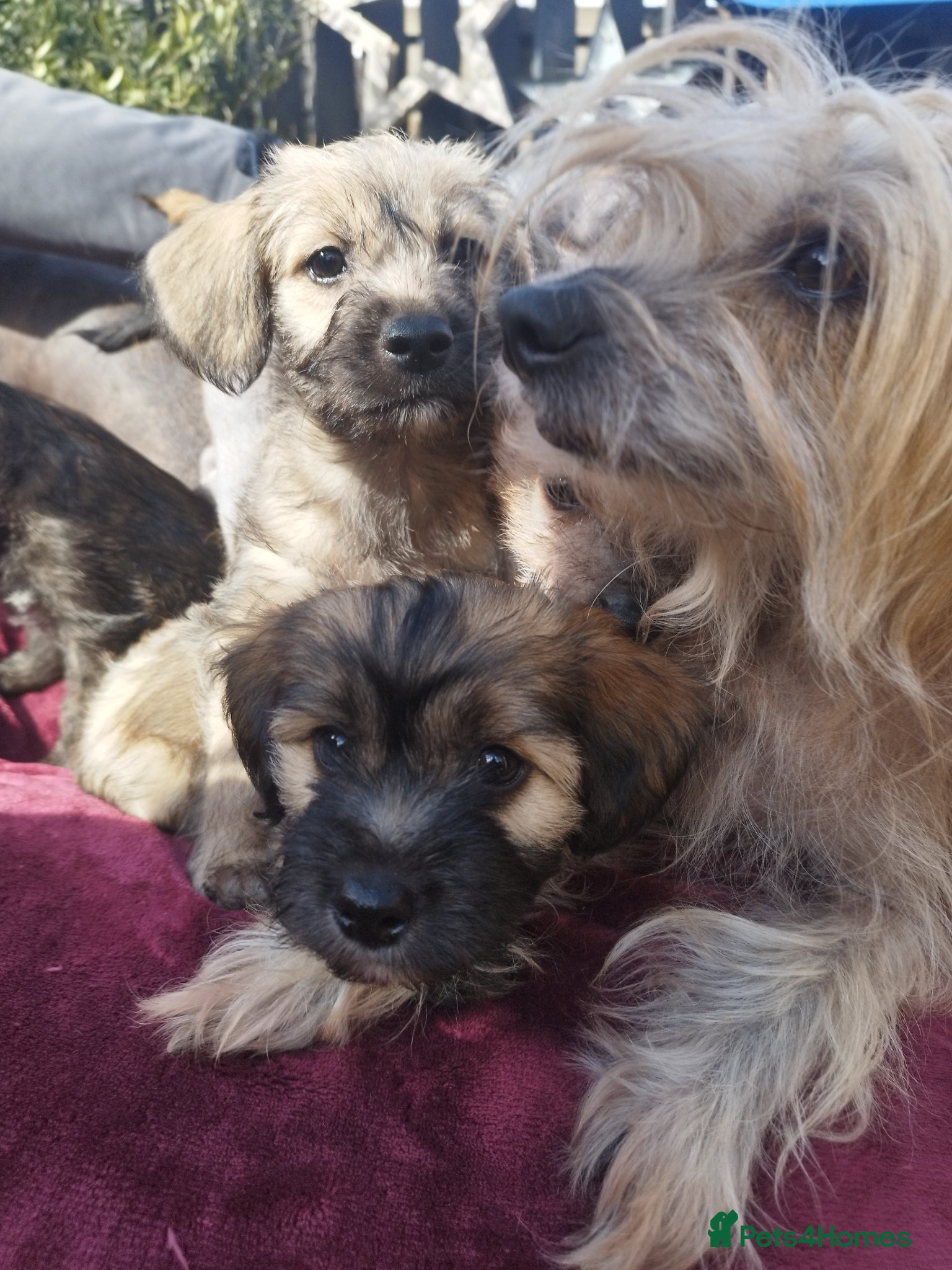 Mixed Breed dogs Chinese Crested & Mexican Hairless puppies ❤️🐈‍⬛ - Advert 1