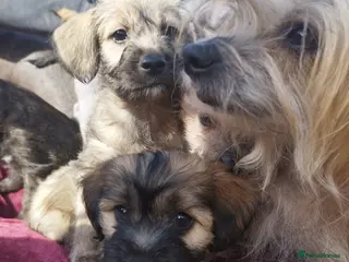 Mixed Breed dogs Chinese Crested & Mexican Hairless puppies ❤️🐈⬛ - Advert 1