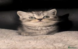 British Shorthair cats for sale: Beautiful bsh kittens looking for forever homes  - Image 18