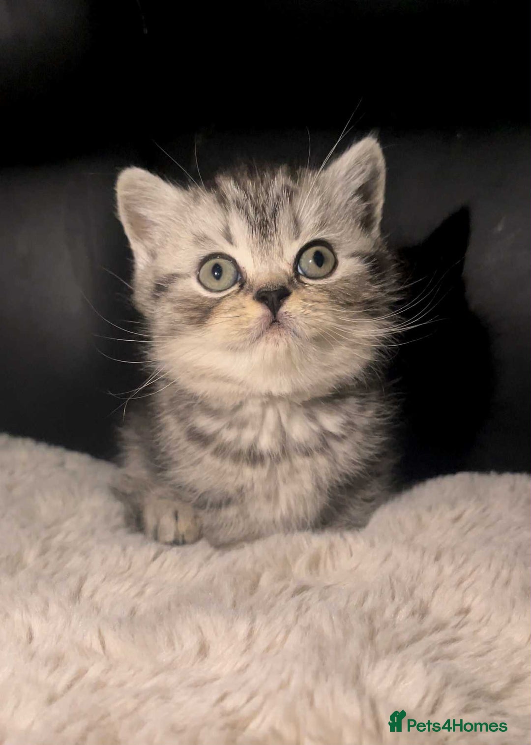 British Shorthair cats for sale: Beautiful bsh kittens looking for forever homes  - Image 18