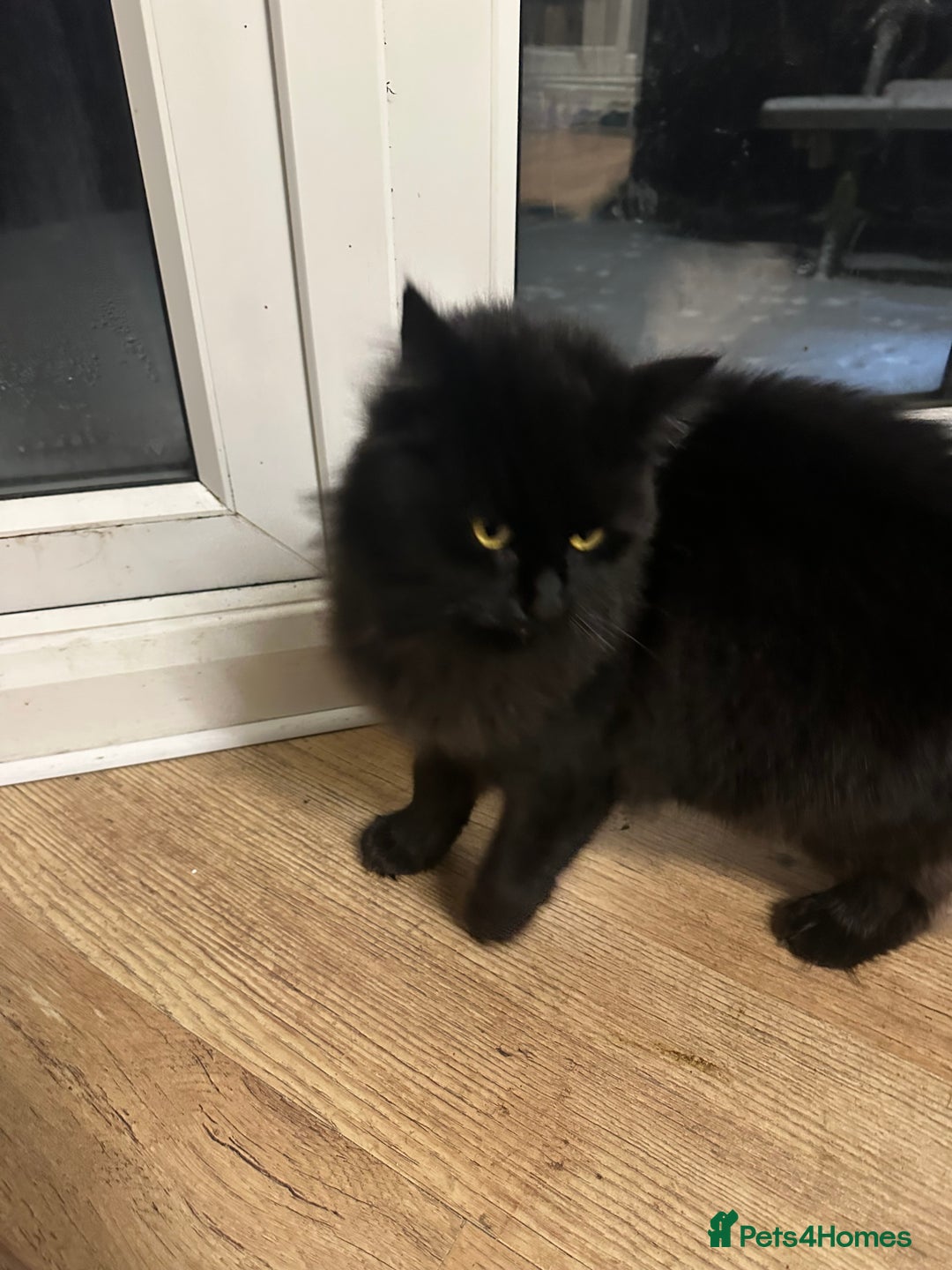 Maine Coon cats for sale: Beautiful girl half Maine coon half Bombay black  - Advert 7