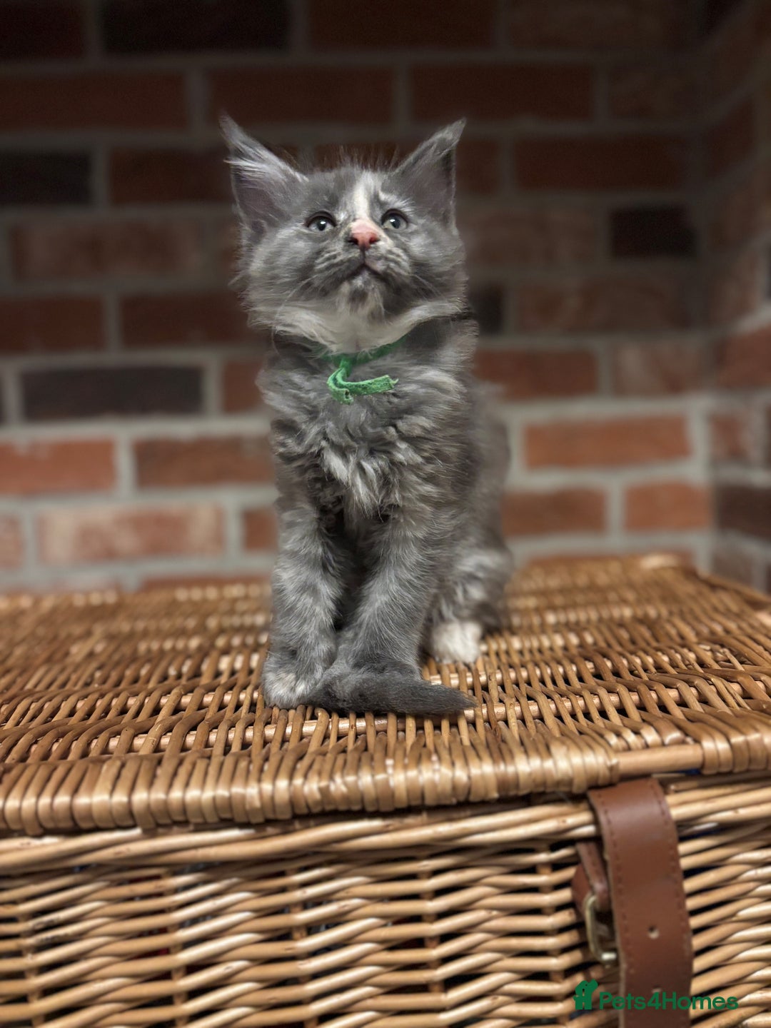 Maine Coon cats for sale: TICA Maine Coon Kittens - Advert 10