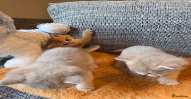 British Shorthair cats - Advert 3