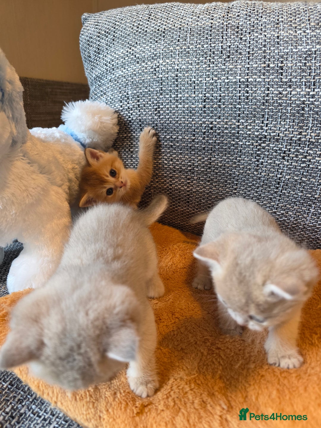 British Shorthair cats for sale: British shorthair Tica😻😽🐈😺😍🌹🌸🌼 - Advert 7