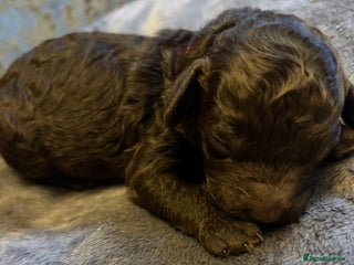 Cockapoo dogs - Advert 14