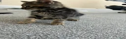 Mixed Breed cats for sale: Tabby kittens - Advert 11