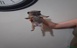 French Bulldog dogs for sale: French bulldogs - Image 28