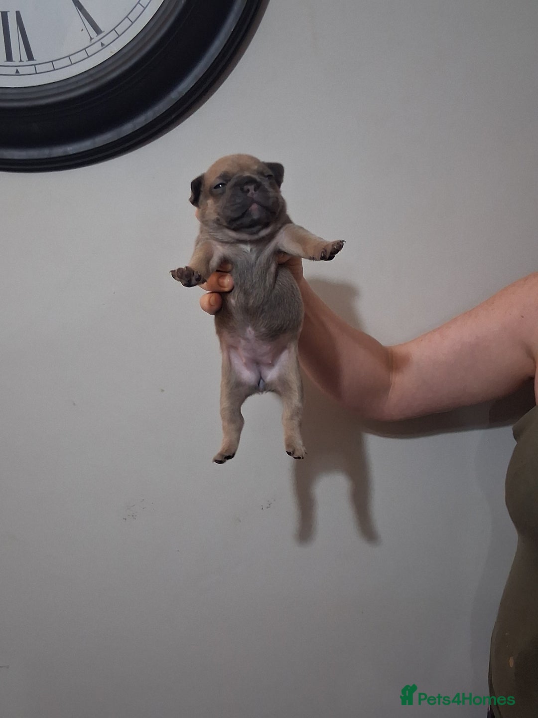 French Bulldog dogs for sale: French bulldogs - Image 28