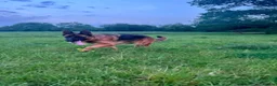 German Shepherd dogs for sale: 10 stunning german shepherd pups. - Advert 10
