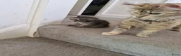 British Shorthair cats for sale: Kittens in Nottingham - Advert 2