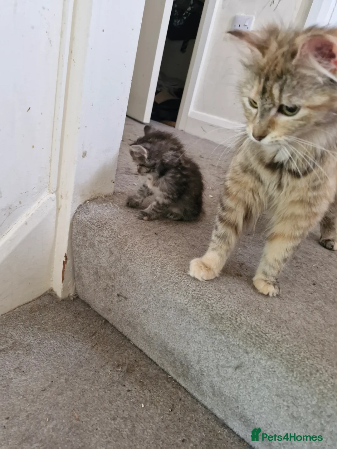 British Shorthair cats for sale: Kittens in Nottingham - Advert 2