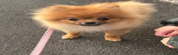 Pomeranian dogs for sale: Pomeranian puppy  in Hengoed - Advert 2