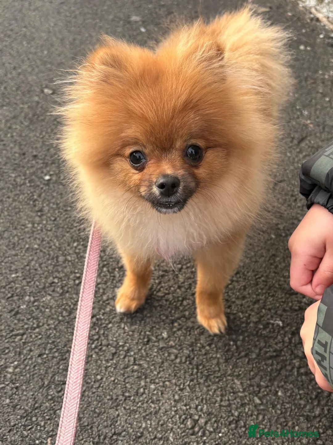 Pomeranian dogs for sale: Pomeranian puppy  in Hengoed - Advert 2