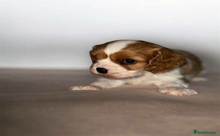 Cavalier King Charles Spaniel dogs - Advert 3