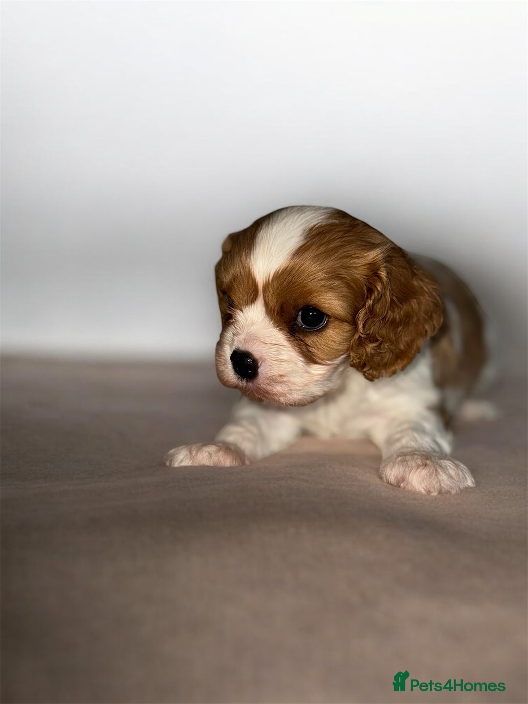 Cavalier King Charles Spaniel dogs for sale: Stunning top quality KC reg Ruby boy remaining  - Image 4
