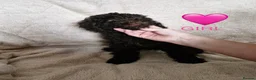 Cockapoo dogs for sale: Miniature cockapoo puppies - Advert 6