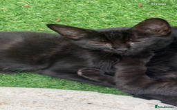 Mixed Breed cats for sale: Mixed breed kittens - Image 14
