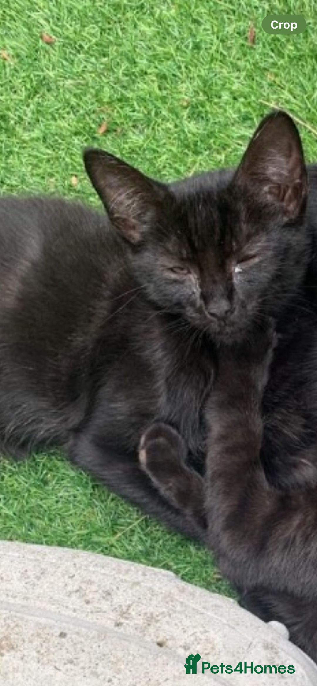 Mixed Breed cats for sale: Mixed breed kittens - Image 14