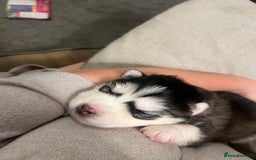 Pomsky dogs for sale: Stunning f2 pomsky babies  - Advert 5