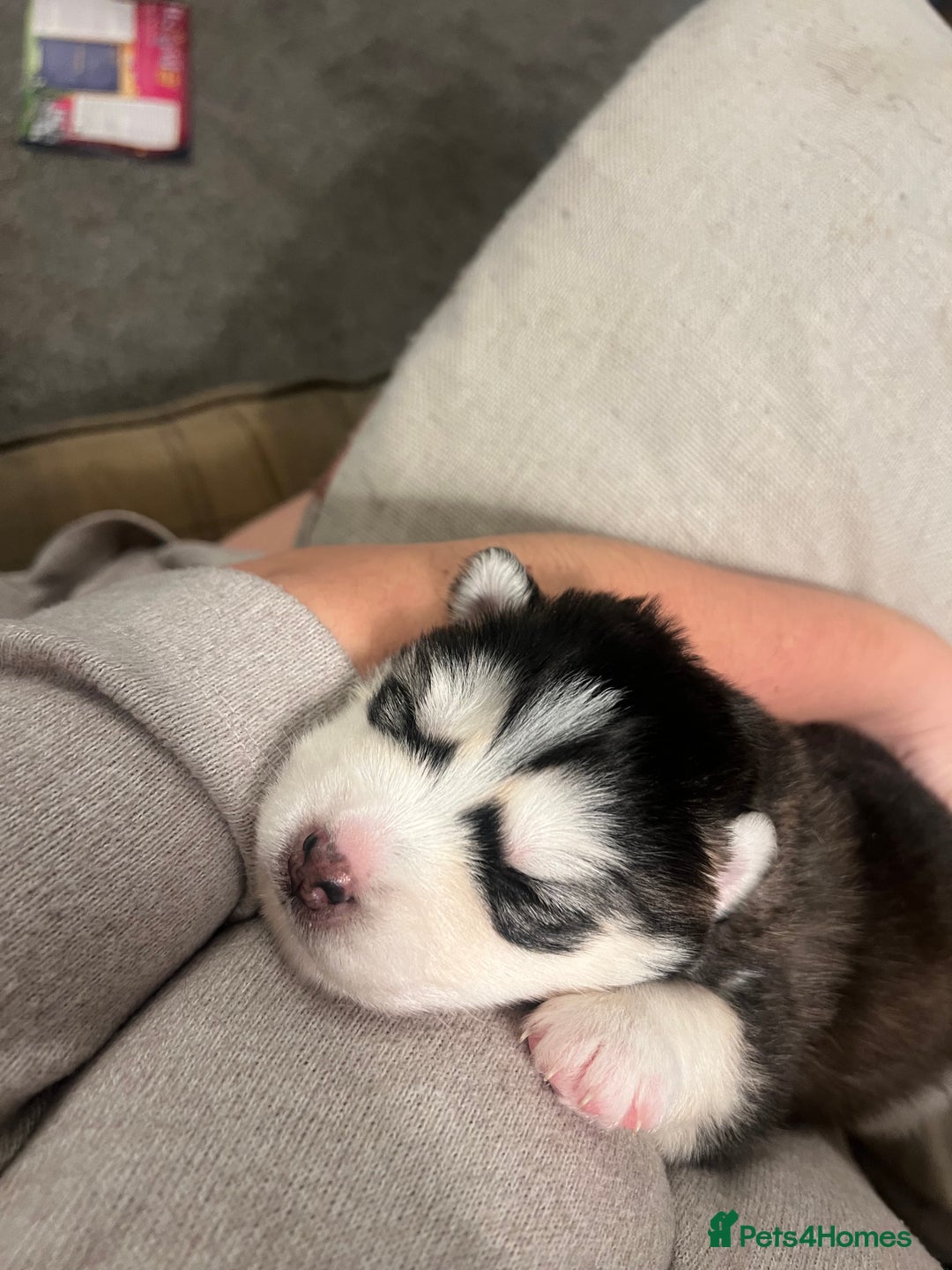 Pomsky dogs for sale: Stunning f2 pomsky babies  - Advert 5