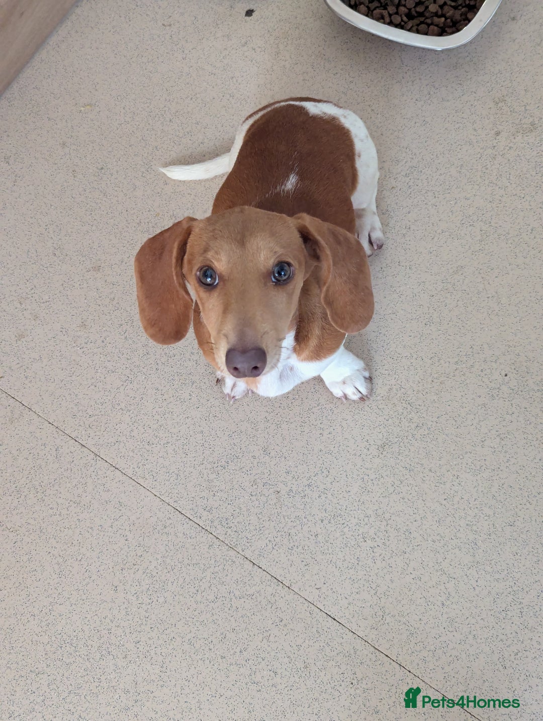Miniature Dachshund dogs for sale: Piebald dachshund  - Image 5