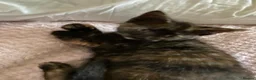 Domestic Shorthair cats for sale: Three kittens for sale  in Heywood - Advert 11