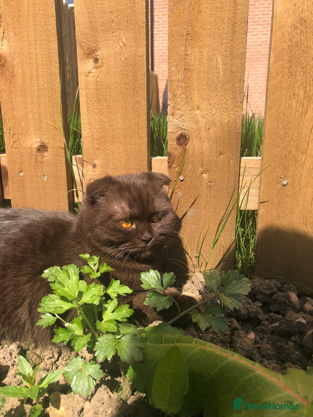 Scottish Fold cats for sale: 🐾 Rare Chocolate Beauty in Edinburgh 🏡 - Advert 16