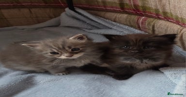 Maine Coon cats - Advert 8