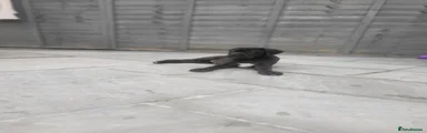Cane Corso Puppy 3