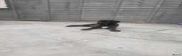 Cane Corso dogs for sale: ❗️READY TO GO NOW❗️2 FEMALE CANE CORSO - Advert 2