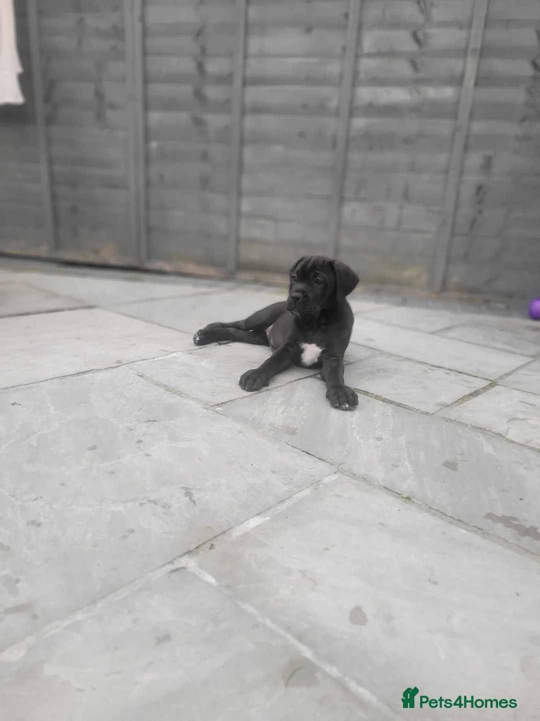 Cane Corso dogs for sale: ❗️READY TO GO NOW❗️2 FEMALE CANE CORSO - Advert 2