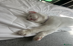 British Shorthair cats for sale: The Loveliest Boy - Image 1