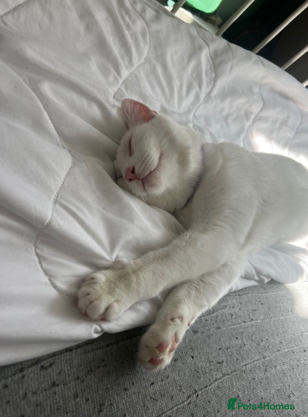 British Shorthair cats for sale: The Loveliest Boy - Image 1
