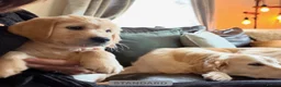 Golden Retriever dogs for sale: READY NOW Royal Kennel Club Boy - Advert 3
