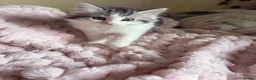 Mixed Breed cats for sale: British Short Hair Cross Ragdoll Kittens  in Selby - Advert 28