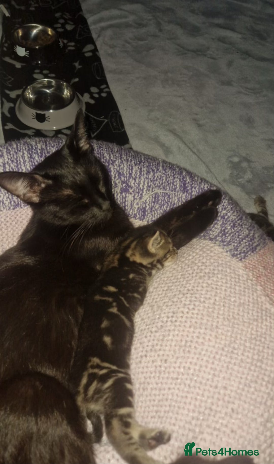 Mixed Breed cats for sale: 4 kittens ready to go now  - Image 3