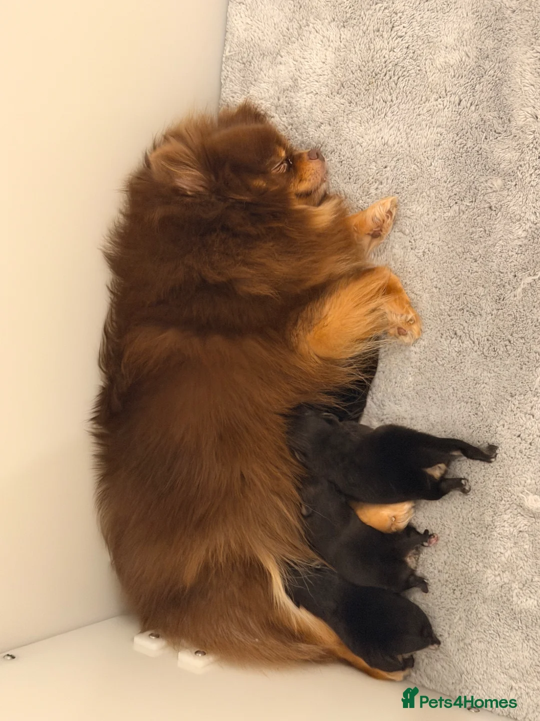Pomeranian dogs for sale: Adorable Black & Tan Pomeranian Puppies for Sale in Tonbridge - Advert 6