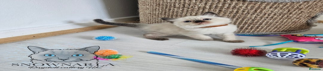Ragdoll Kitten 2