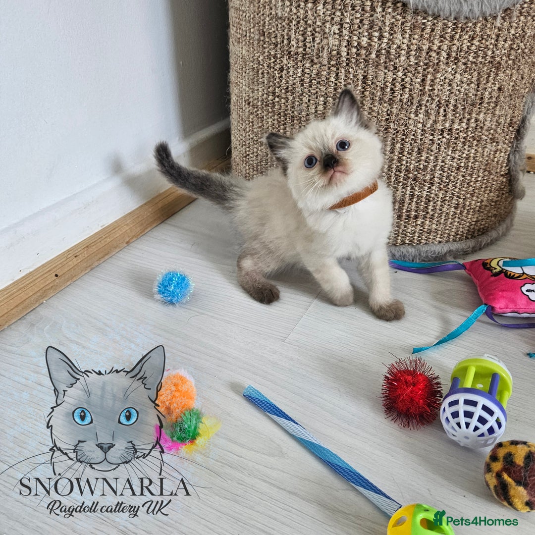 Ragdoll cats for sale: 3 Tica Boys Genetic test Certyficate HCM and PKD  - Image 35