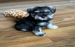 Miniature Schnauzer dogs for sale:  kc/Bva eye tested clear vet checked & certificate - Advert 9