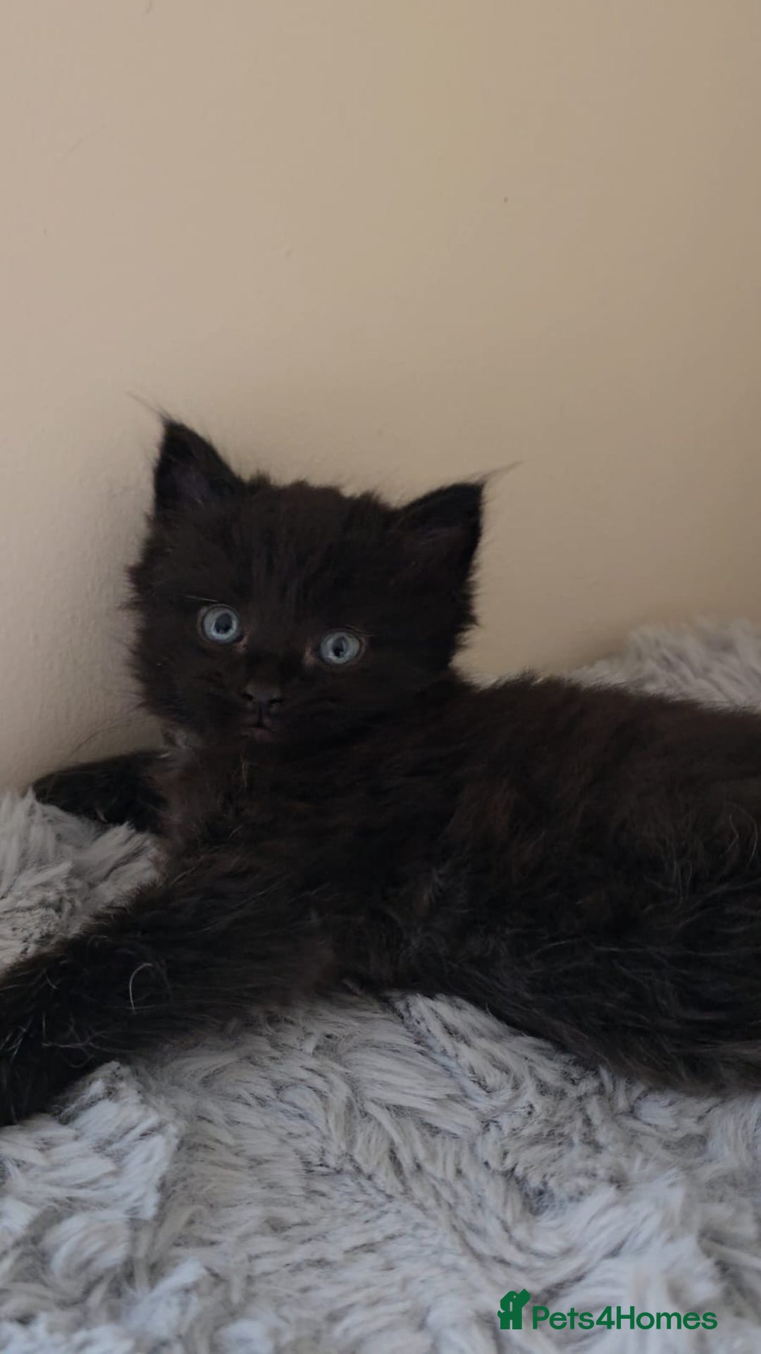 Persian cats for sale: Ginger and black fluffy kittens - Image 12